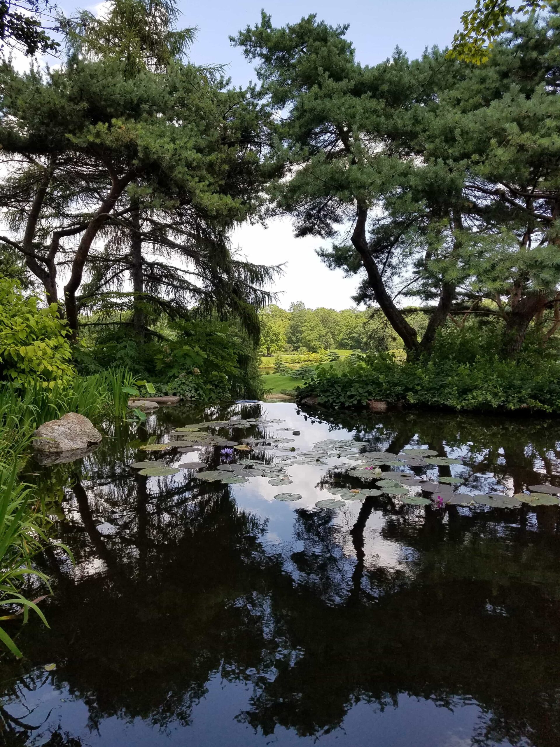 Chicago Botanic Garden - Lily Pond