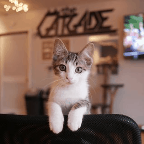 Kitten at the Catcade